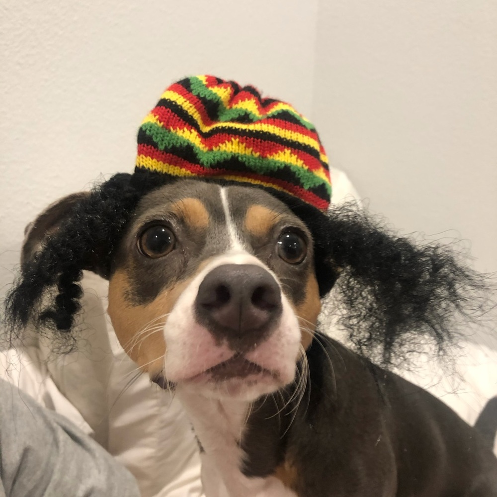 XS Bob Marley hat dog Halloween costume